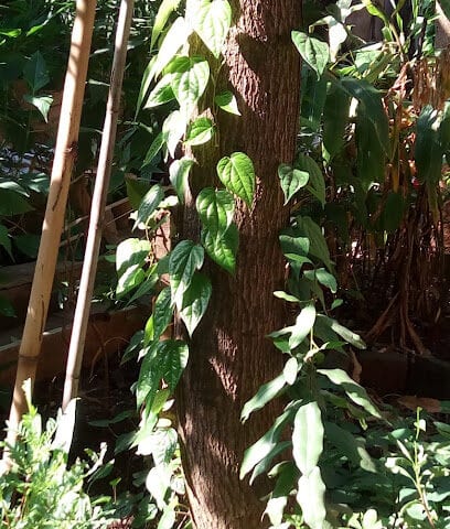 Aryuvedic Plants Organic Manure Vermi Compost