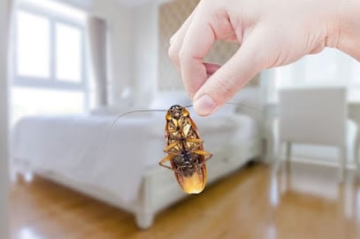 Eco Friendly Pest Control