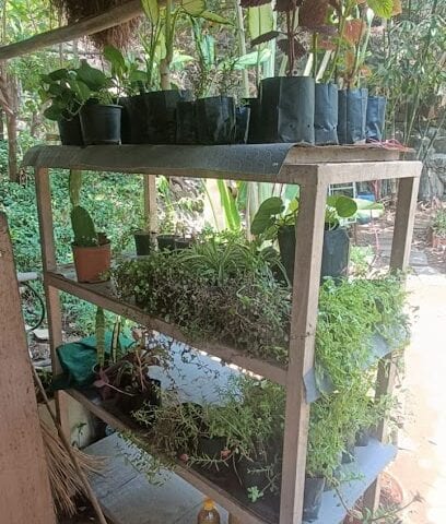 UrbanSoil Nursery & Garden Center